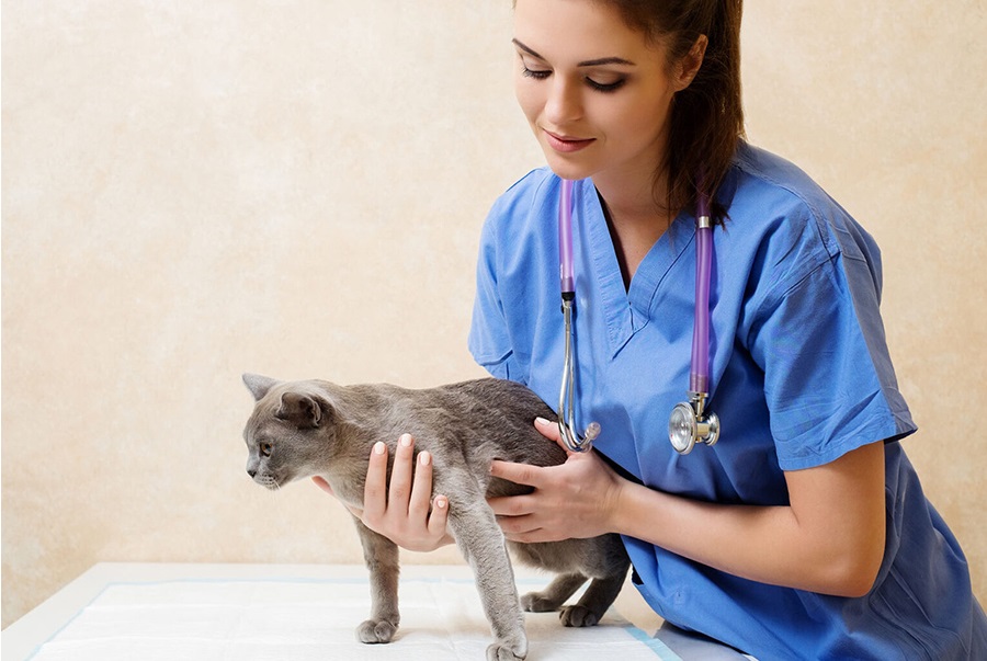 Preventative Care for Pets in Dubai: Why Regular Checkups Matter